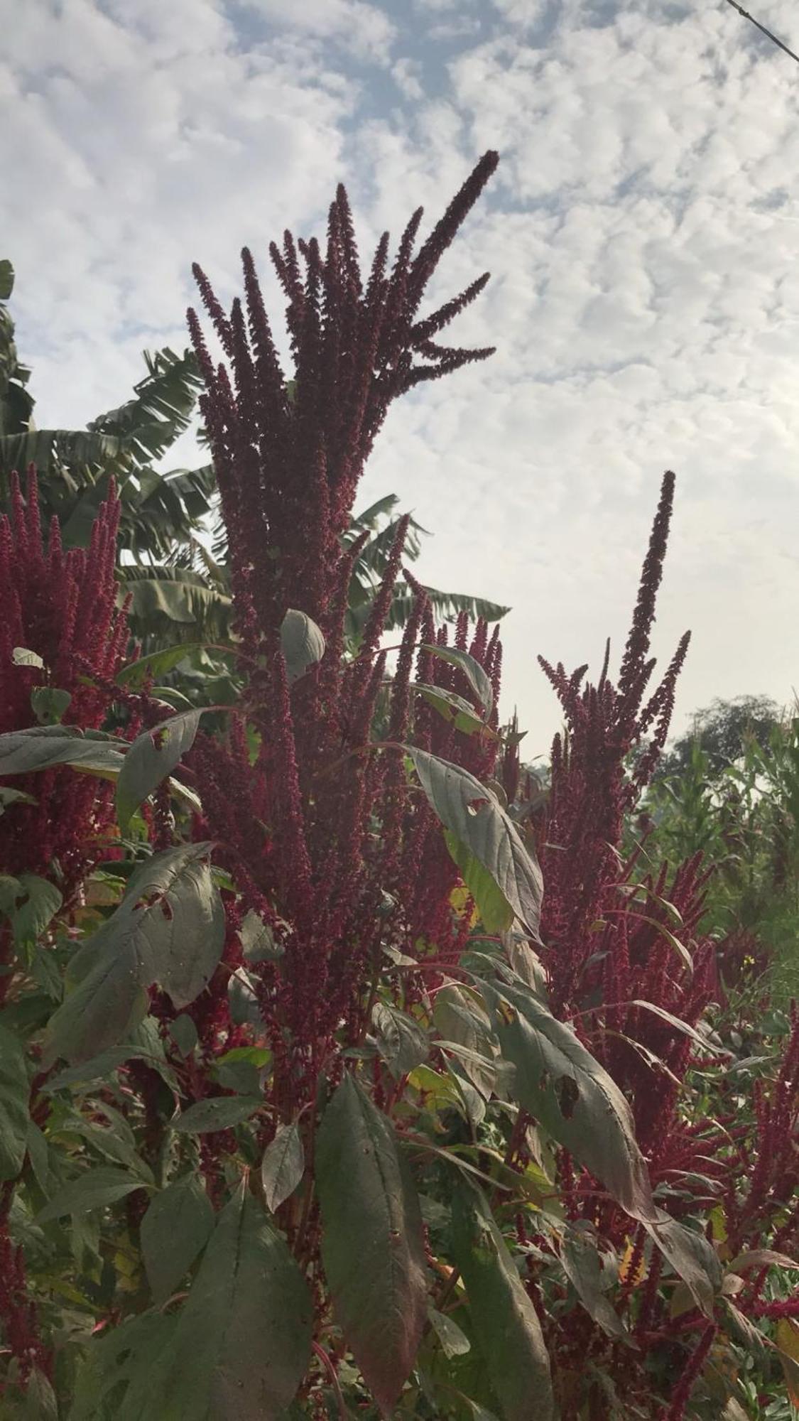 Tekri Farms And Retreat Hotel Ujjain Exterior foto